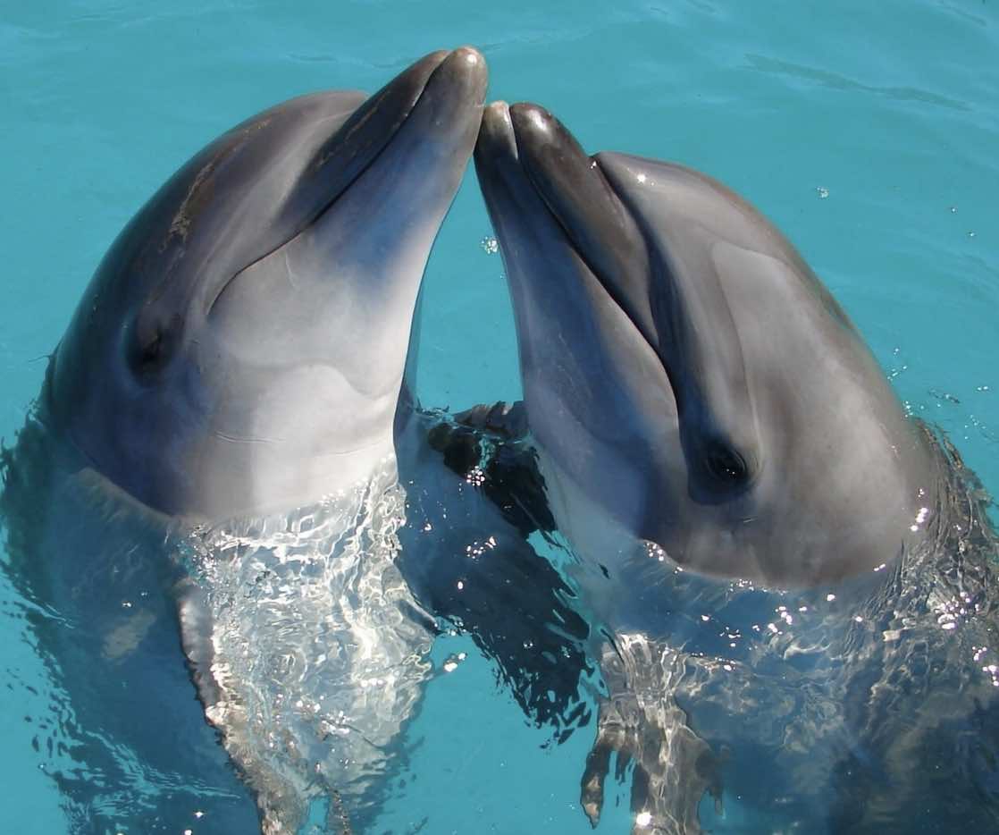 It Caused Public Outcry, The Faroe Islands Announced That It Would Temporarily Limit Its Controversial Dolphin Hunt To 500 Individuals