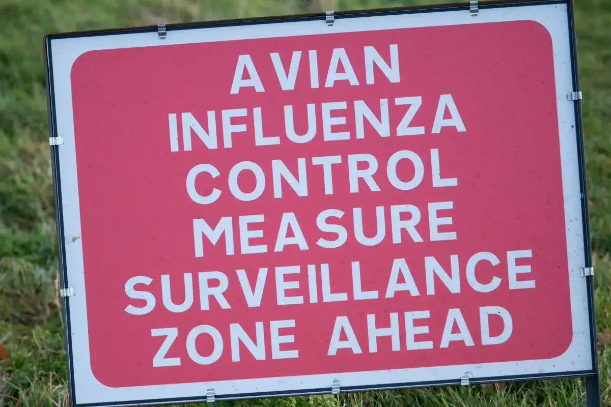 Kent County Council has issued a warning about the spread of bird flu (Avian influenza) confirming that it is circulating in seabirds and other wildlife in Kent