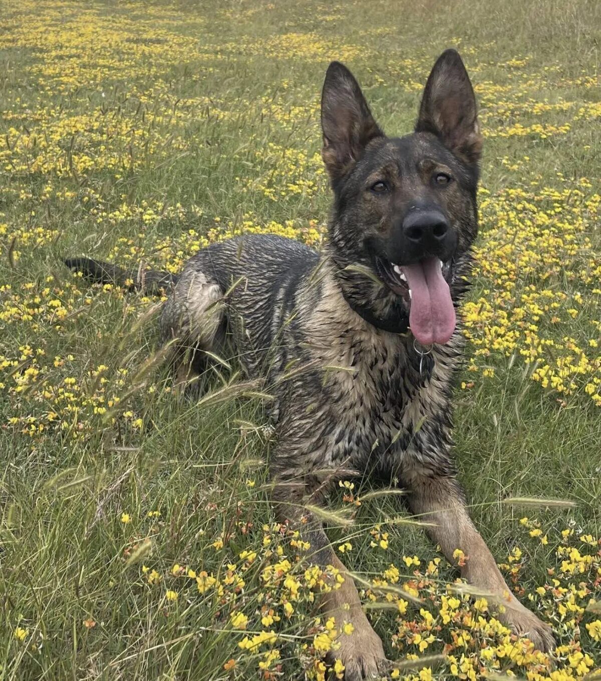 120mph A2 Chase Ends as Police Dog Fallon Sniffs Out Driver Hiding in Dartford Woods