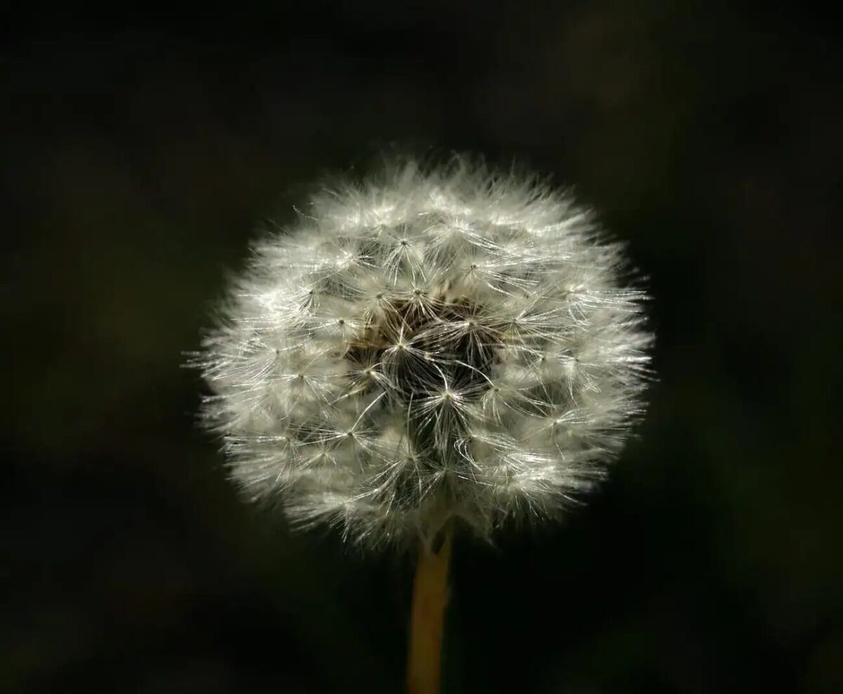 NHS Bans Kenalog Hay Fever Jab Amid Side Effect Fears as Crackdown Targets Illegal Clinic Ads
