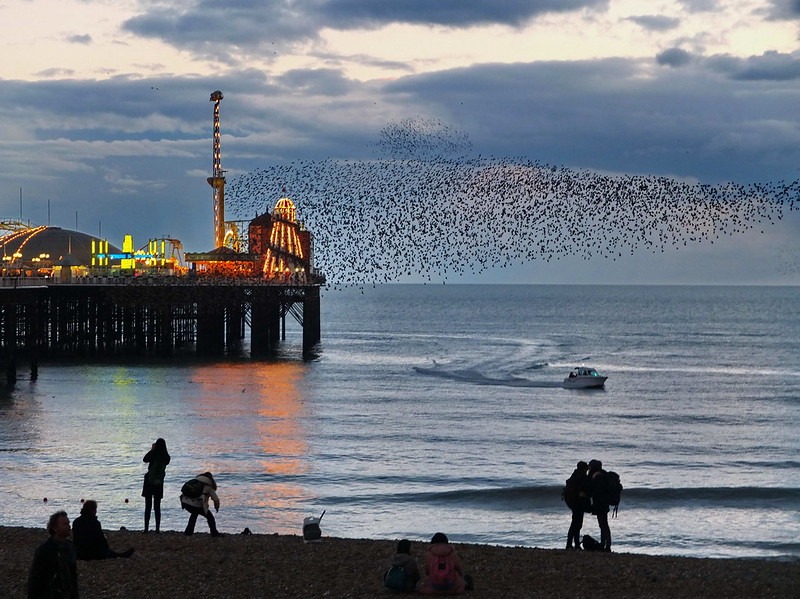 Community Representatives From Across Brighton & Hove Came Together At Waterhall On 7 October To Celebrate The Return Of Starlings To The City