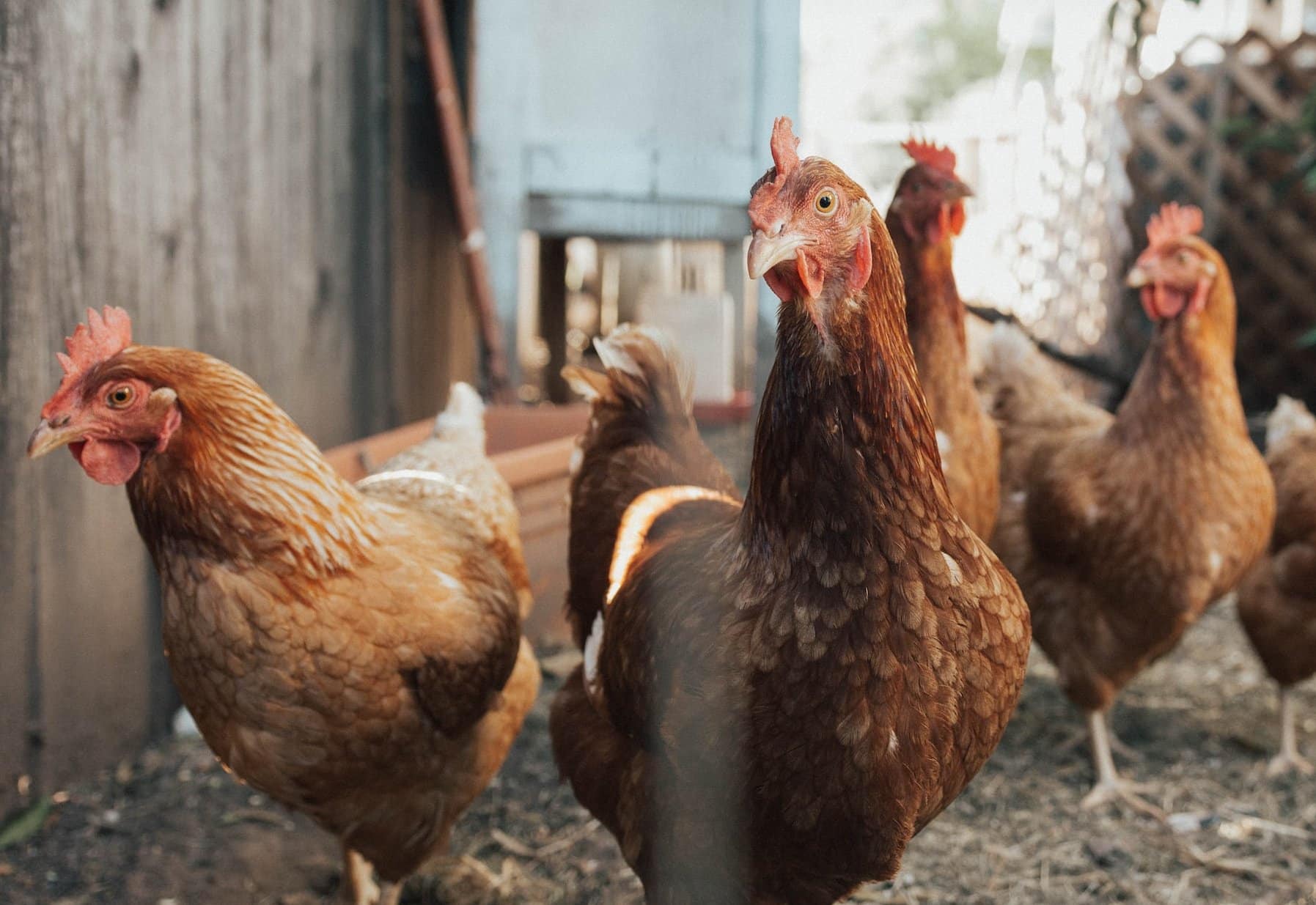 A Bird Flu "prevention Zone" Has Been Declared Across The United Kingdom In Response To Rising Case Numbers As The Country Battles The Disease's Largest Ever Outbreak