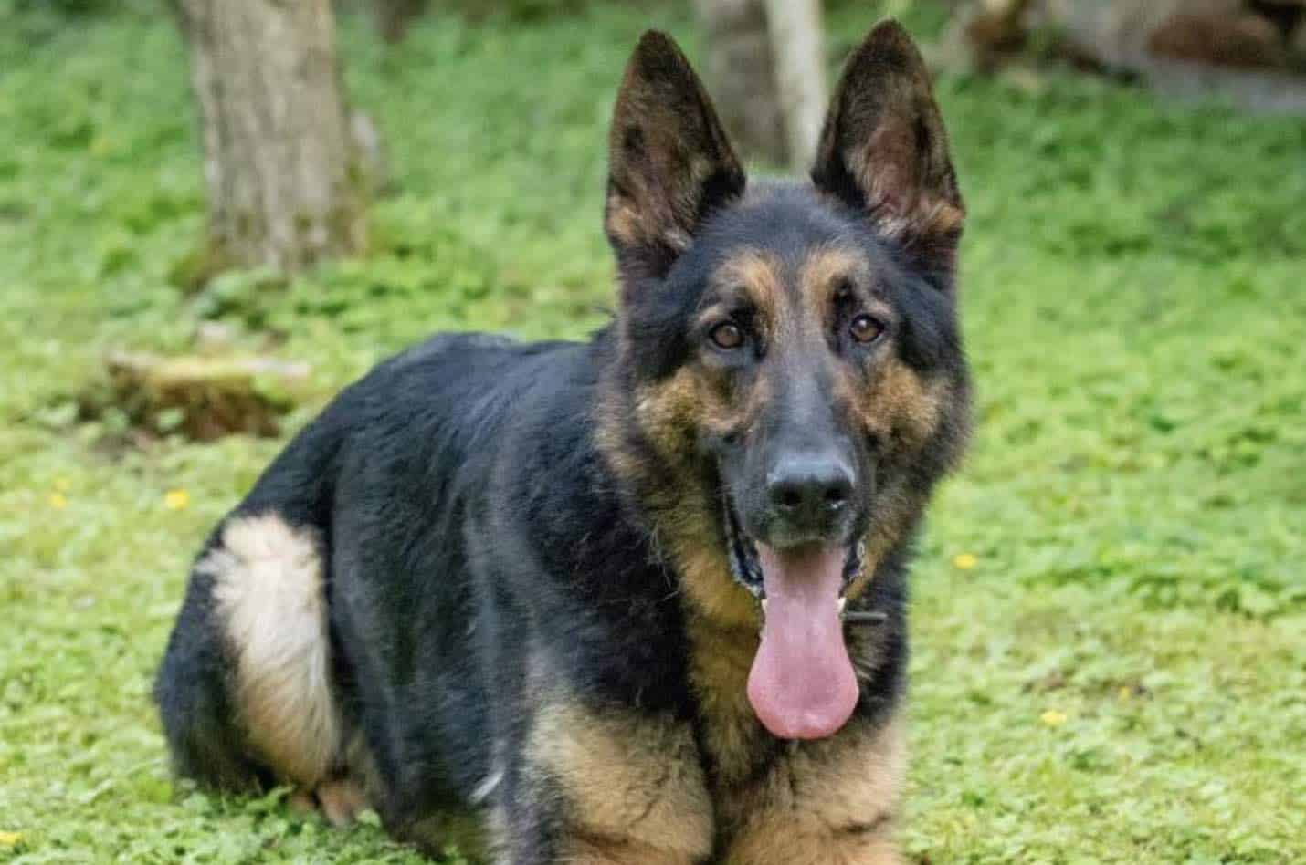 A Kent Police Dog Helped Officers By Sniffing Out A Wanted Suspect Who Was Hiding In A Garden In Sturry Road, Canterbury