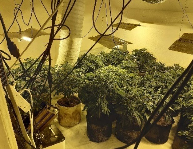 An Illegal Immigrant Will Be Deported Back To Albania Once He Has Served Time In Prison For Cannabis Production