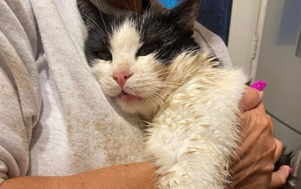 Officers are appealing for information as a cat sustained injuries after becoming stuck in a banned animal trap in the Forest of Dean in …