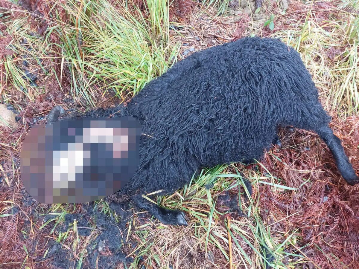 Dog walkers in Ashdown Forest are  reminded to keep dogs on leads after a Sheep was savaged to death