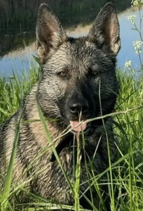 A police dog assisted in the capture of a driver who had fled his vehicle and was discovered hiding in a bush near the A256 in Eastry