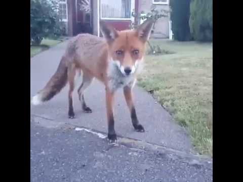 Fantastic Mr Fox Says 'ello In Portsmouth