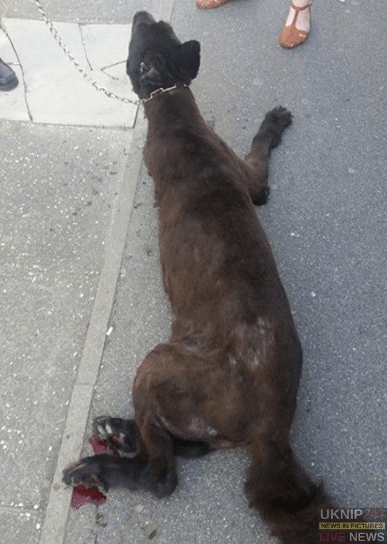 Shocking Dog Walked On Feet Ripped To Shreds In Gosport