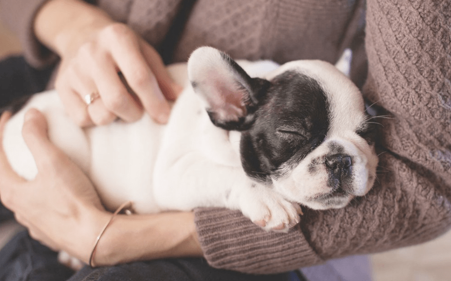 Today Is #internationaldogday. Getting A New Pet Is An Exciting Time, But Be Cautious Of Fake Ads Online