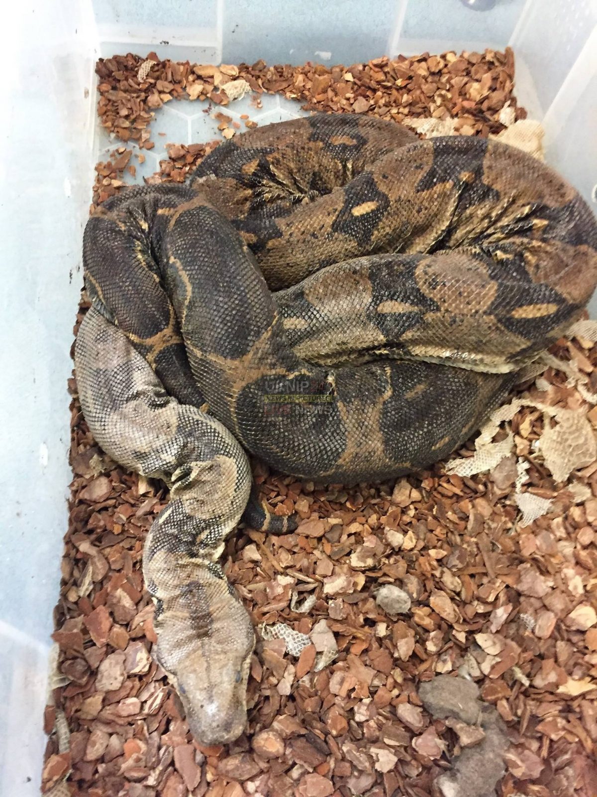 Exotic Pets Left To Die In Gosport Undergrowth