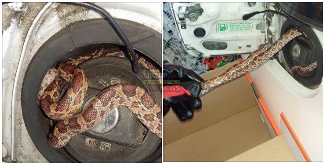 Filling Up The Car Will Never Be The Same As Snake Is Found In Petrol Cap