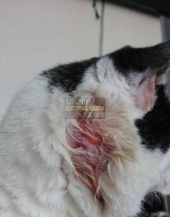 Milo The Cat Shot With Pellet Gun In Fratton,portsmouth