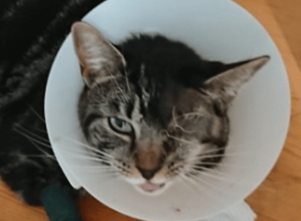 Officers are appealing for information after a cat was shot in the head with a pellet gun in Stoke-on-Trent, causing brain damage and nec…