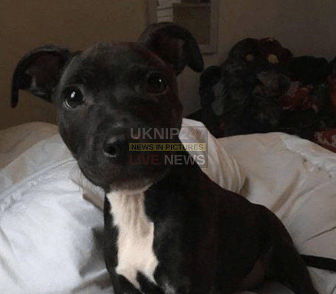 Can You Help Us Find Puppy 'boyzie' Stolen From Portsmouth?
