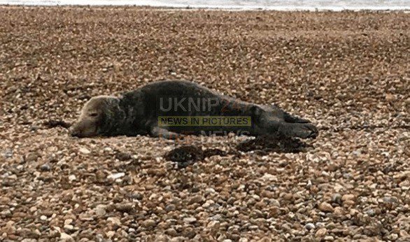 Seal Beached On Hayling Isand