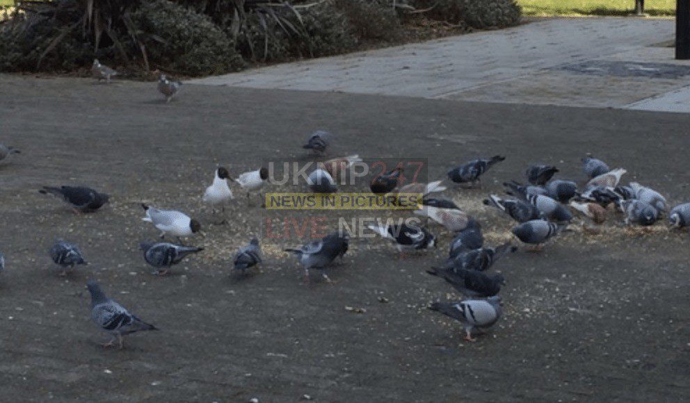 Council Ban On Feeding Pigeons In Waterlooville