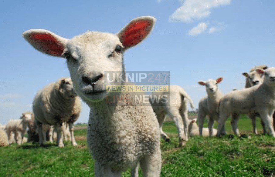 Dog Owners Warned As Lambing Season Approaches