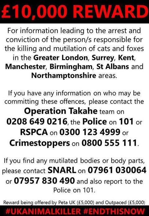 10k Reward Offered To Catch M25  Cat Killer