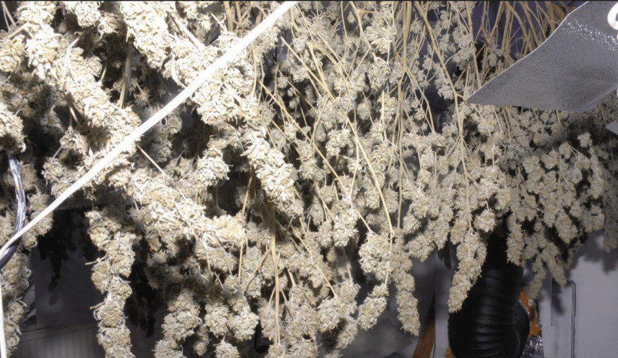 Police Close Down Cannabis Factory In Maidstone