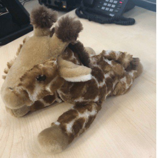 Have You Lost A Giraffe On The M5 Motorway