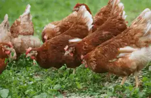 Kent birdkeepers are being reminded of the importance of adhering to strict biosecurity protocols in order to limit the spread of Avian Influenza (AI)