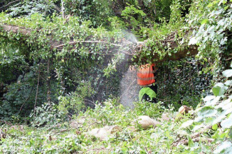 Isle Of Wight Road Closed After 150 Year Old  Oak  Tree Falls And  Blocks Road