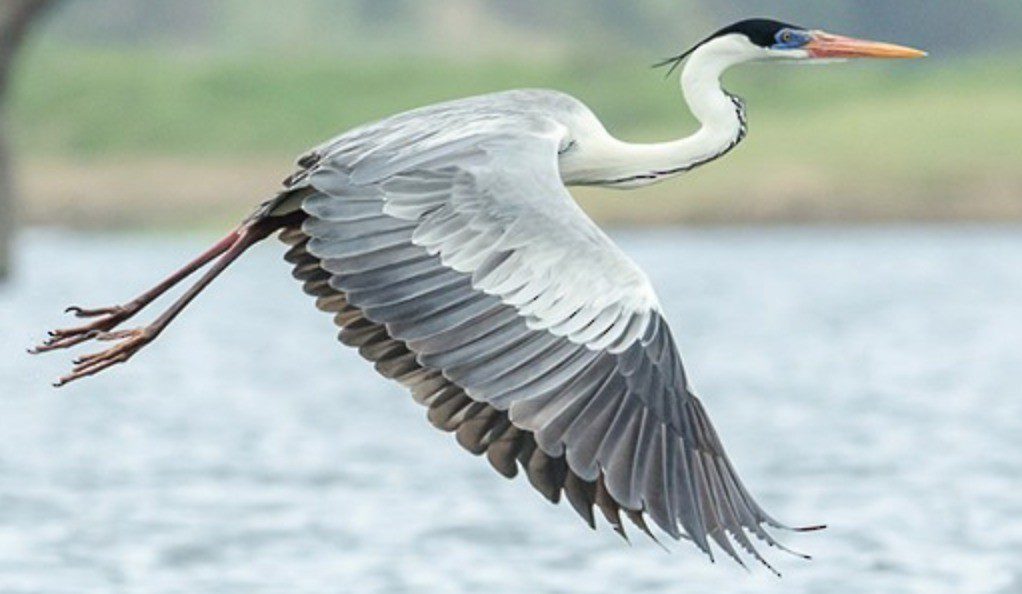 Police Appeal After Heron  Is Killed With Bb Gun