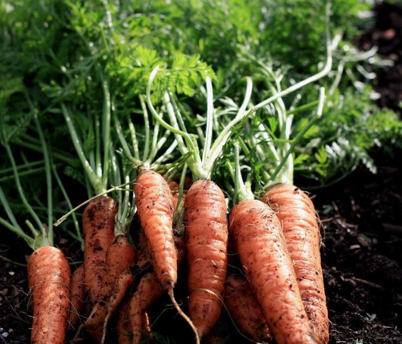Warning As Thieves Target Island Allotments
