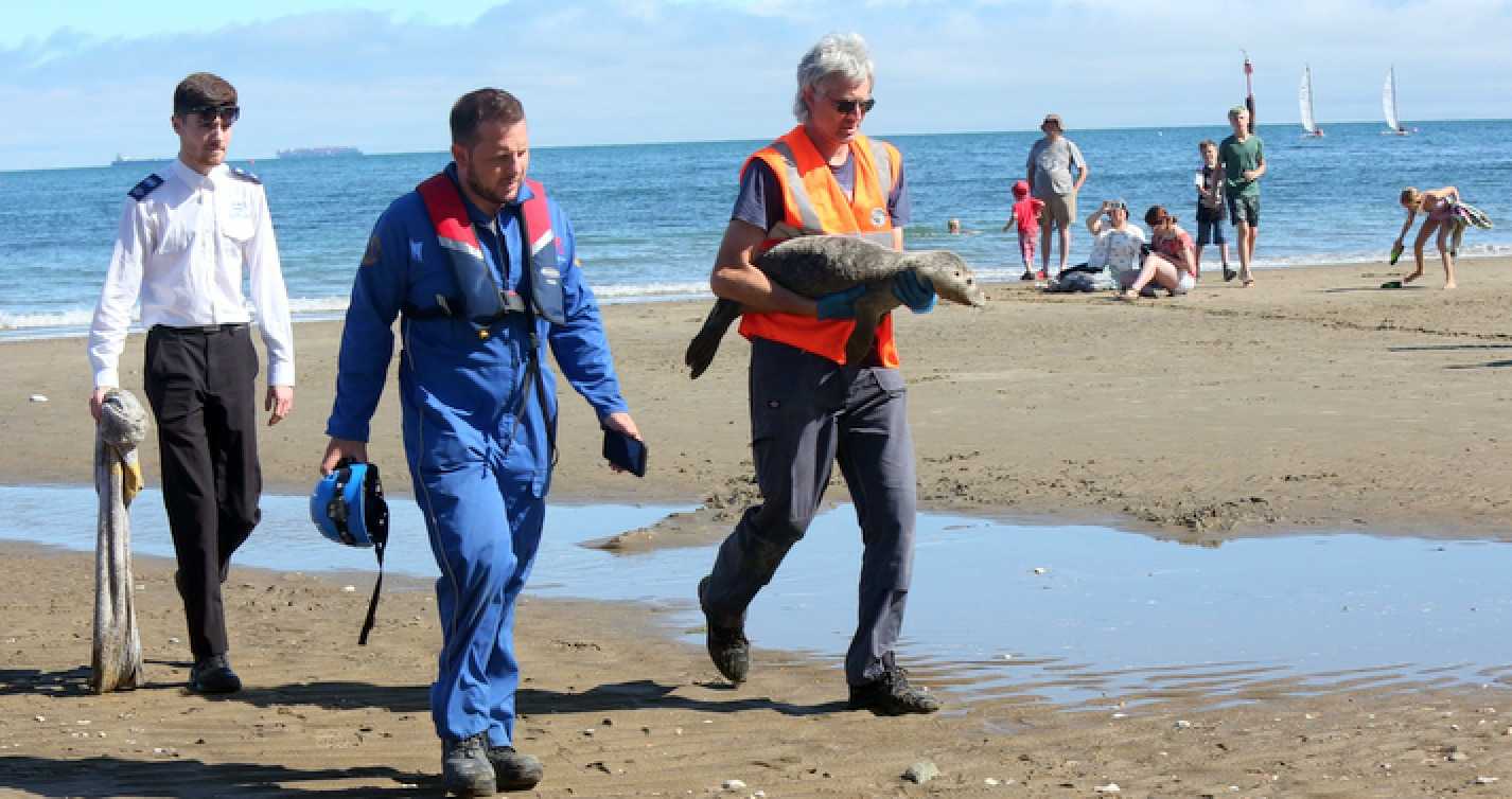 Seal Pup Washes Ashore At  Hope Beach In  Shanklin