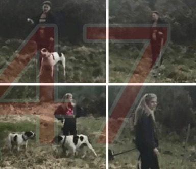 Dogs Attacks Sheep In Ashdown Forest