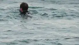 Man Rescued And Arrested After Jumping Into  Portsmouth Harbour