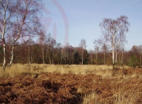 Teenage Aged Girl Abused On Yateley Common