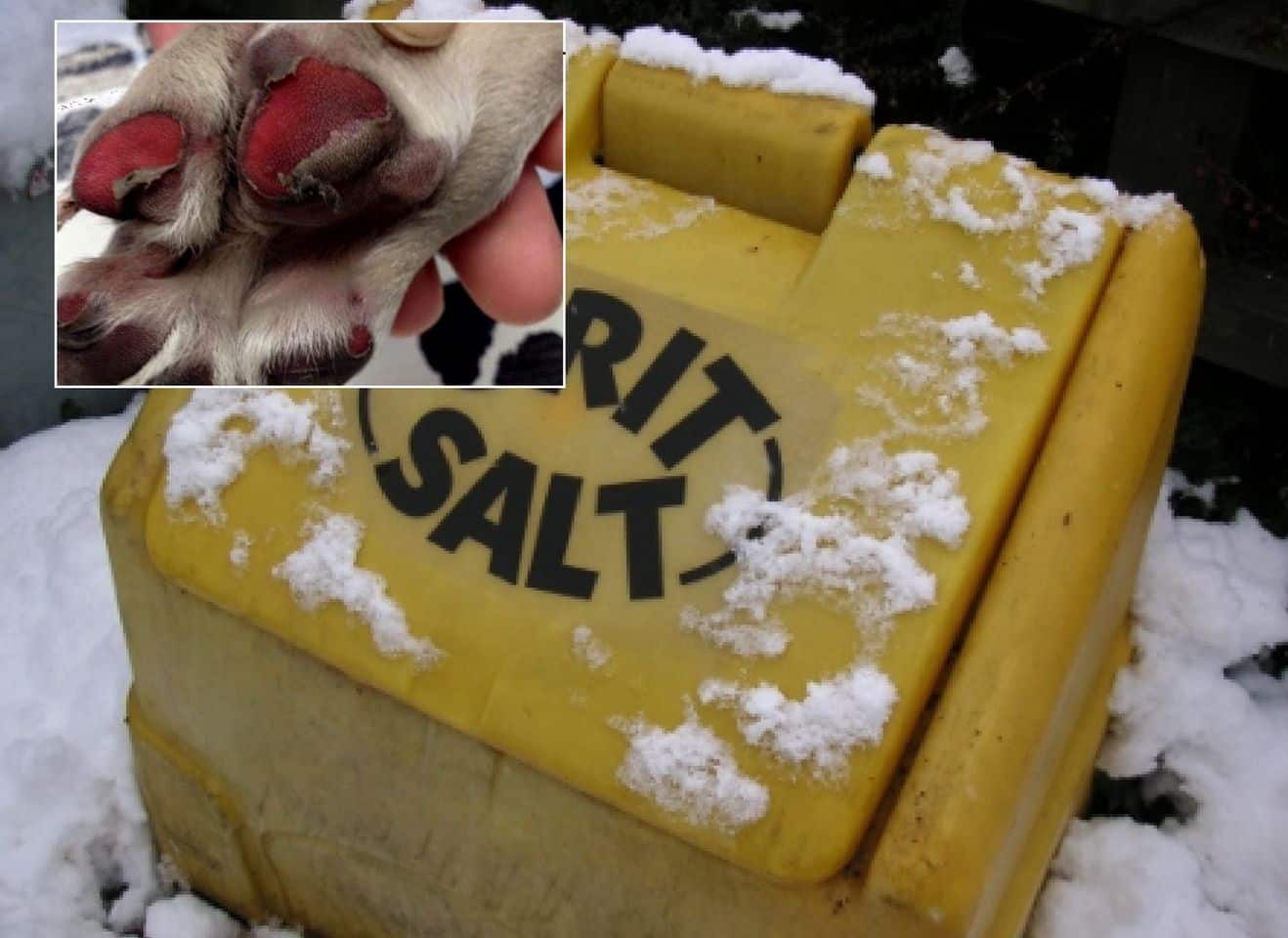 Don't Walk Dogs On Gritted Roads This Winter Here Is The Reason Why