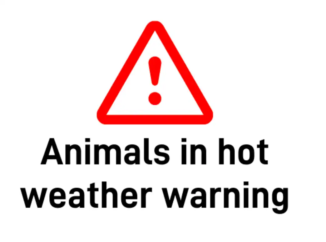 As Red and Amber extreme heat warnings are announced across the UK, vets issue urgent advice on keeping pets safe from heat-related illnesses