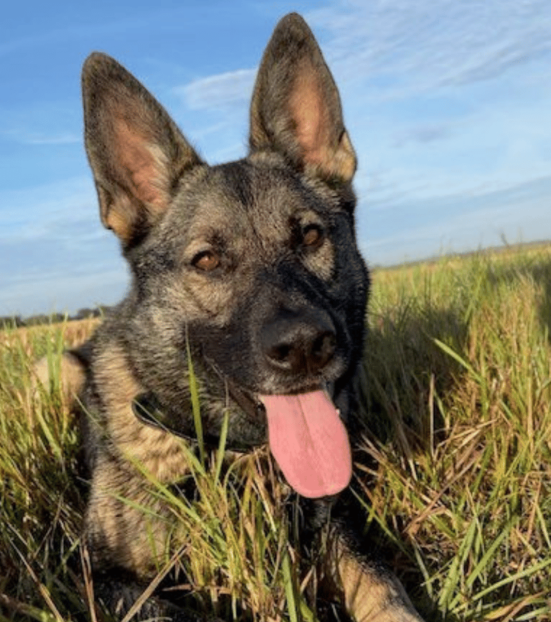 A Police Dog Helped Locate A Motorist Who Had Fled From His Vehicle And Was Found Hiding In A Wooded Area In tonbridge