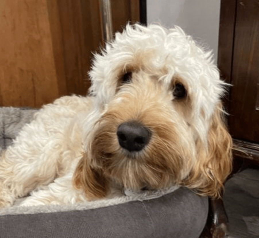 Investigators Are Appealing For Information After A Car Containing Robbery Suspects Ran Over And Killed A Victim’s Dog In West Kingsdown