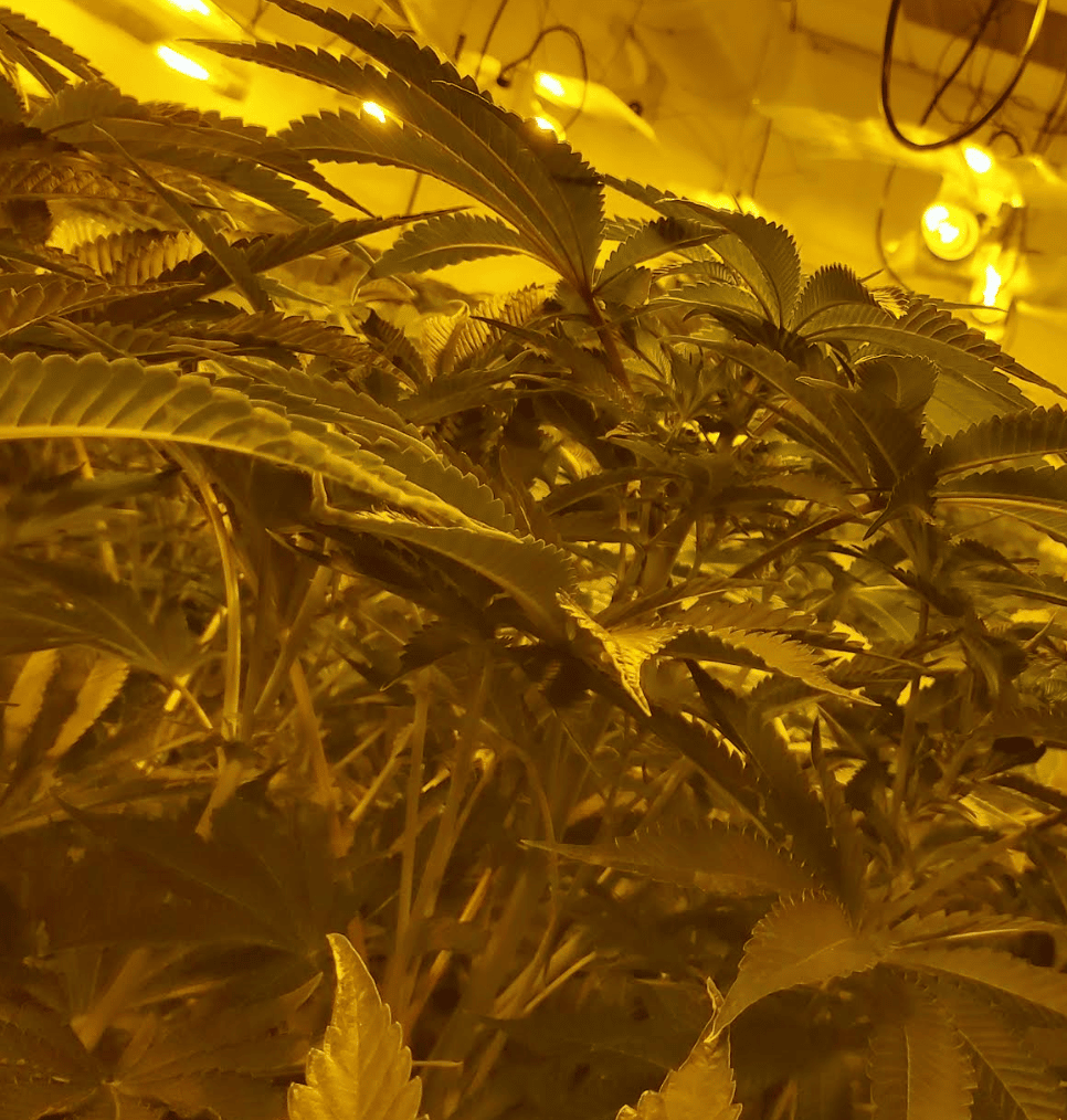 Kent Police’s Tactical Operations Department have been using a knife bar and working with passive drug dogs as part of an increased focus…