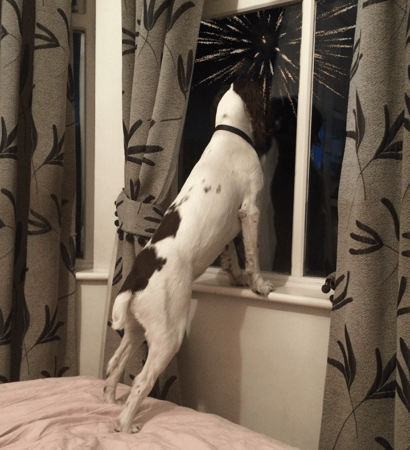 Bonfire Night Is A Time For Celebration Across The Uk, But Not All Members Of The Family Enjoy It