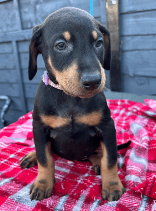 Three Doberman Puppies Have Been Reported Stolen Following A Burglary In Swanley