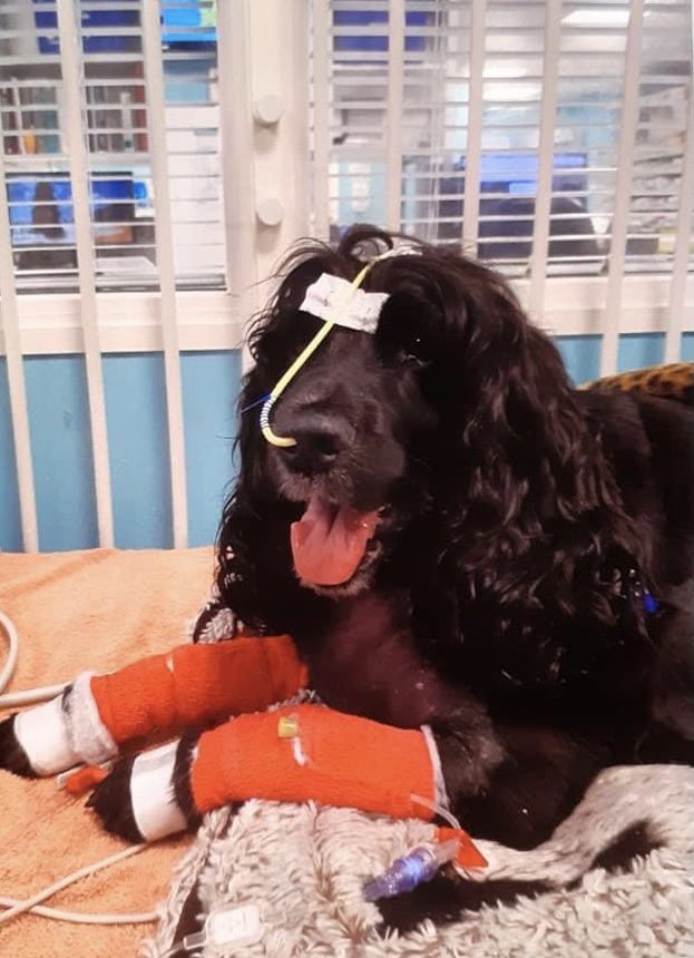 Poor Molly Was Bitten By An Adder Snake While Out With Her Owner