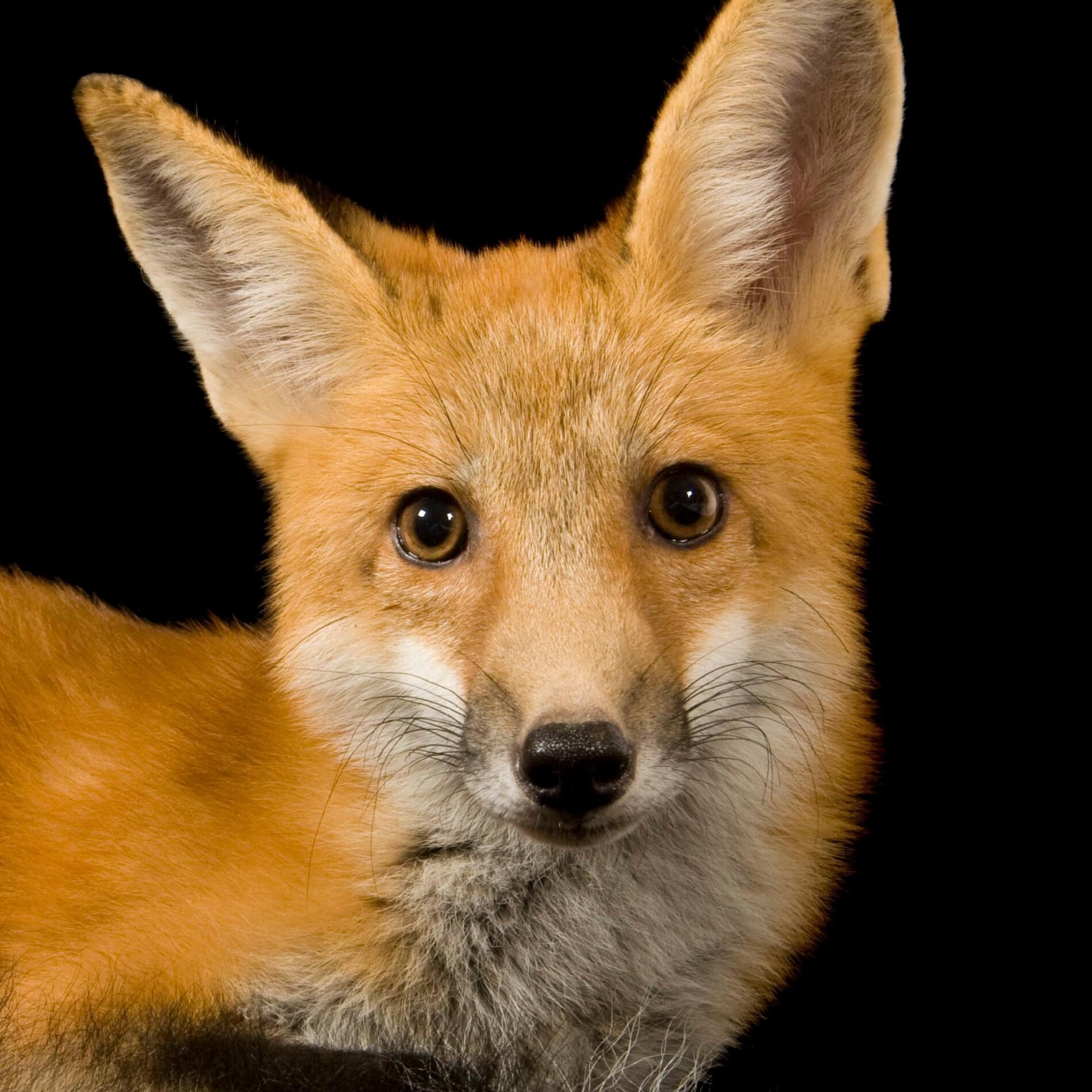 The Rspca Is Appealing For Information After A Young Fox Is Suspected To Have Died From Poisoning In Cardiff.