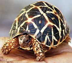 Information Is Being Sought To Locate Five Tortoises Stolen From A Property In New Ash Green