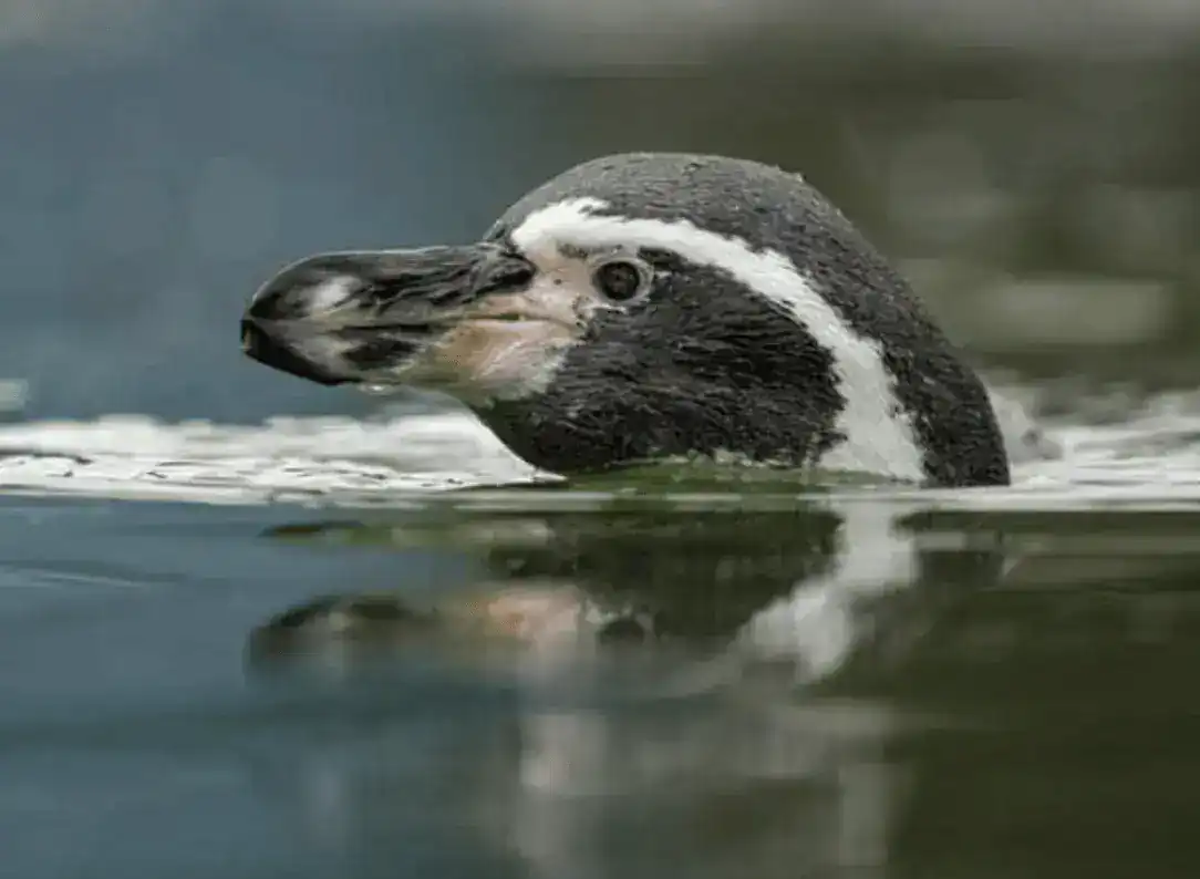 A 3km highly pathogenic avian influenza Captive Bird (Monitoring) Controlled Zone for the H5N1 Virus has been ordered after Avian Influenza breaks out killing Marwell Wildlife’s Penguins