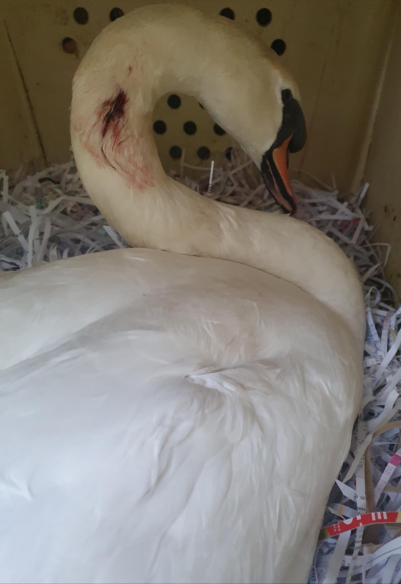 Swan Attacked At Langley Park
