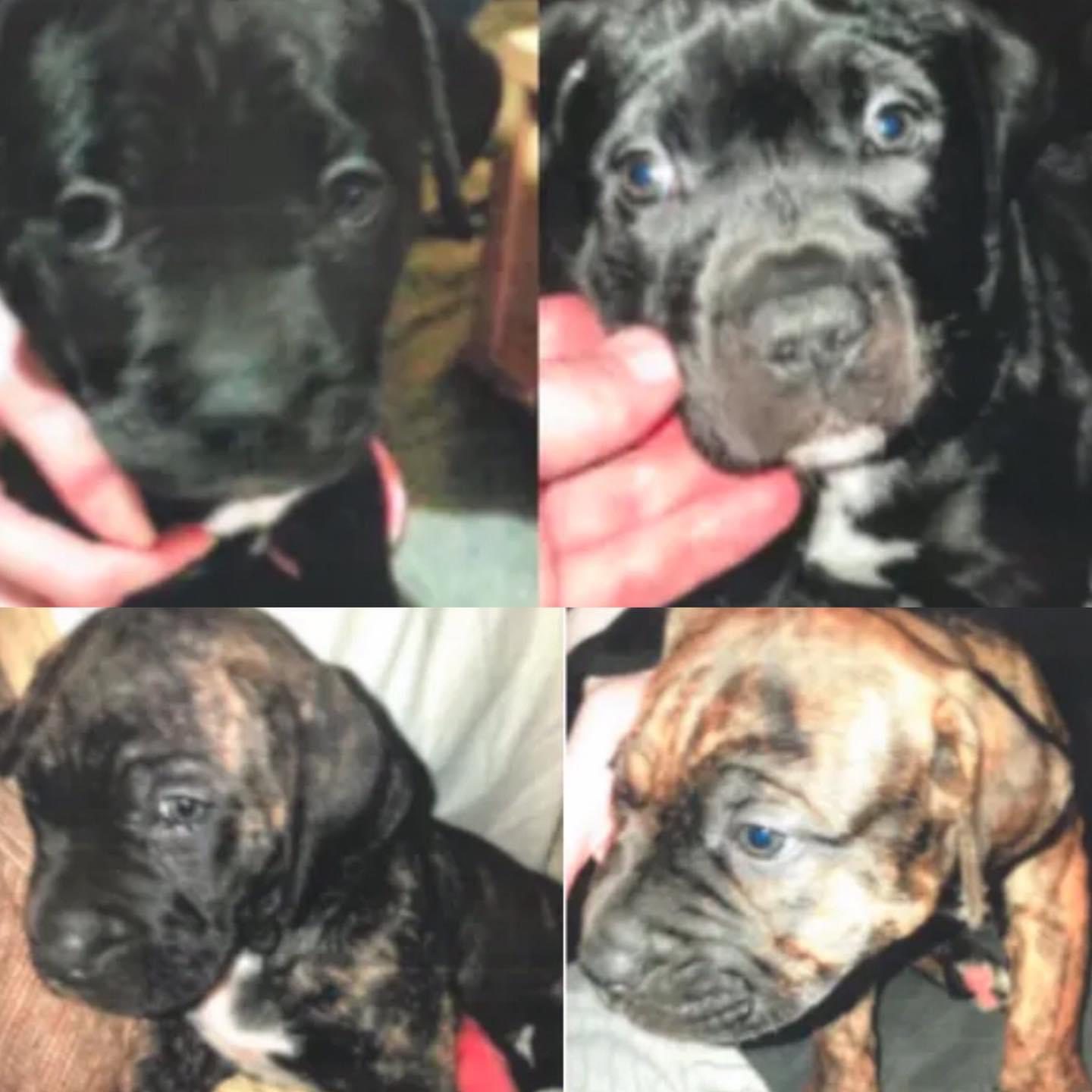 A 13 Year Old Boy Has Died After A Road Traffic Collision