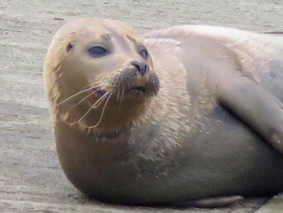 Police  Are Investigating The Death Of A Seal, Named Locally As Freddie, After It Was Injured By A Dog On The River Thames Near Hammersmith Bridge