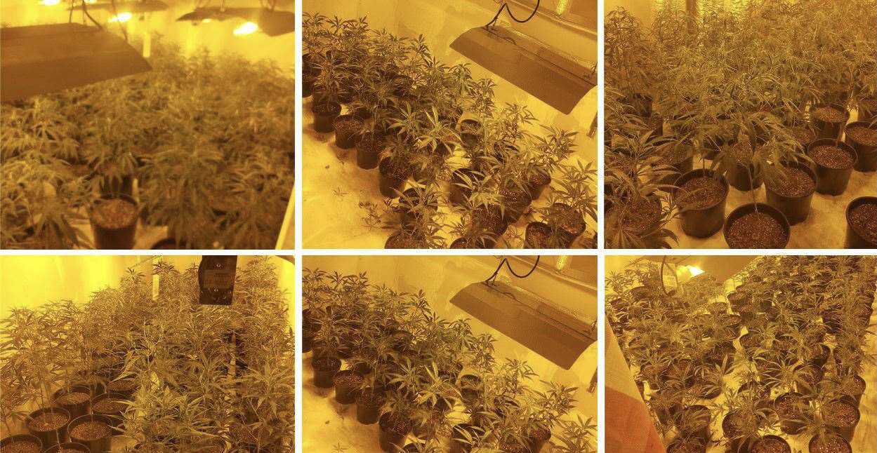 More Than 600 Cannabis Plants Have Seen Seized From A Property In Ramsgate