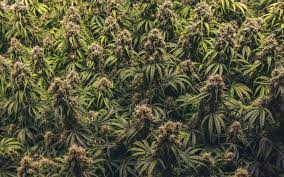 Dartford Vehicle Stop Leads To Cocaine Seizure And Discovery Of Cannabis Cultivation