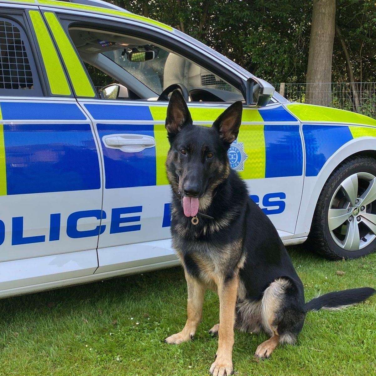 A Suspect Was Arrested Thanks To The Work Of A Trusty Police Dog In Southwater Near Horsham